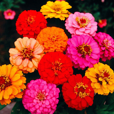 Avysa Zinnia Lilliput Mixed Seed(15 per packet)