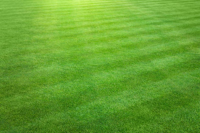 Arshiayat Cricket/Football/Park Area Lawn Grass Seeds For Plant Seed(7500 per packet)