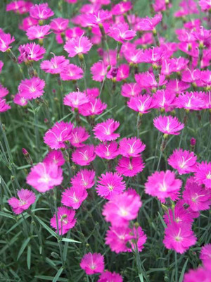 CYBEXIS Dianthus, Firewitch400 Seeds Seed(400 per packet)