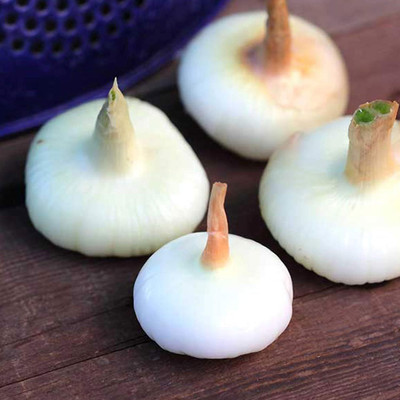 Biosnyg Non GMO Borettana Yellow Onion Vegetable Seeds For Planting-(750 Seeds) Seed(750 per packet)