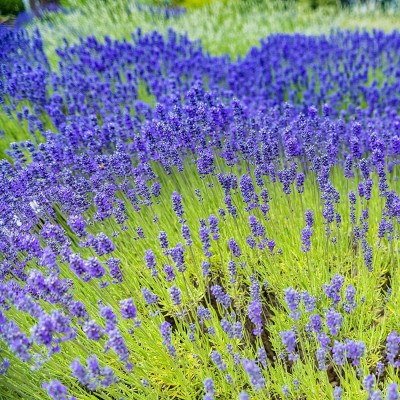 CYBEXIS KGF -3 - Lavender Munstead - (250 Seeds) Seed(250 per packet)