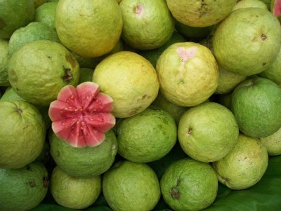 KNESSiN Rare Guava Red Flesh Fresh Seeds Seed(50 per packet)