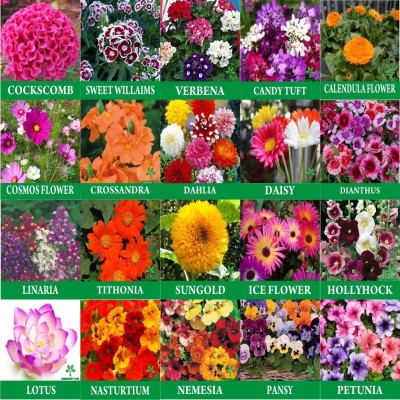 Greenery Hub 20-Flower Seeds Combo Mix Seed(2010 per packet)