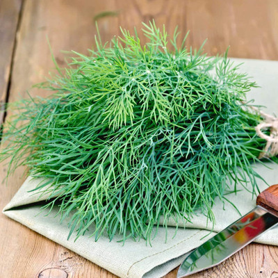 VibeX XL-29 - Dill Mammoth Long Island - (750 Seeds) Seed(750 per packet)