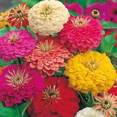 LPR ZINNIA, ZENNIA Seed(25 per packet)