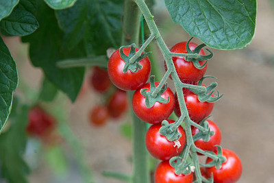 Greengets tomato Seed(30 per packet)