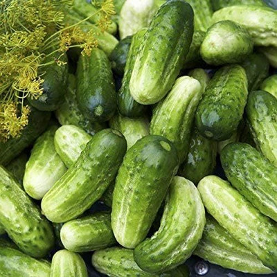 Qualtivate GUA-125 Boston Pickling Cucumber Seeds Seed(200 per packet)