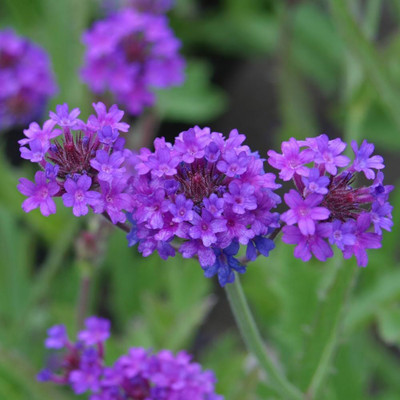 BDSresolve Perennial verbena seeds Pack of 39 Seed(39 per packet)