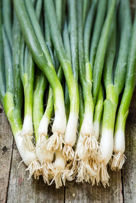 Qualtivate JXL-8AT Green Welsh Onion Bunching Seed(500 per packet)