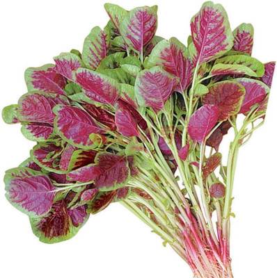 KNESSiN VIC-95 Round Leaf Red Amaranthus Seed(200 per packet)
