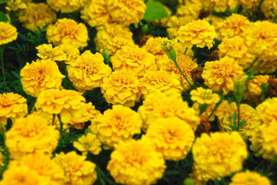 Mozetto marigold/gende ka phool flower seeds Seed(50 per packet)