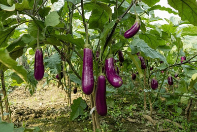 DEYS AGRO ™ brinjal Seed(200 per packet)