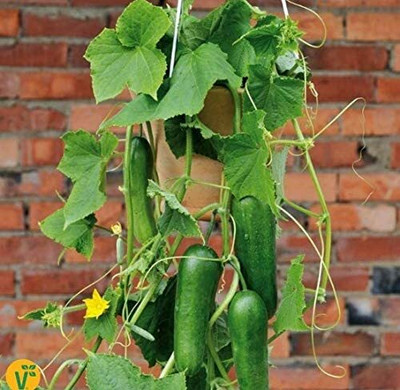 CYBEXIS Cucumber Seed(500 per packet)