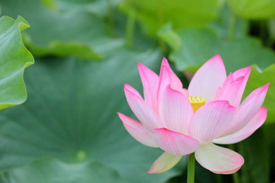 Epoojacart lotus,kamal seeds Seed(20 per packet)