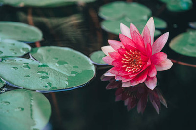 Pihu lotus,kamal gatta Seed(14 per packet)