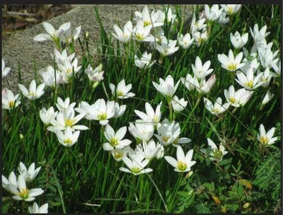the green dotcom VNR lily F1 hybrid original seed Seed(50 per packet)