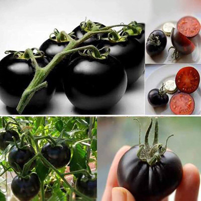 ibains Black tomato seeds Seed(120 per packet)