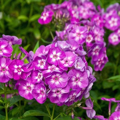 Aywal PHLOX FLOWER F1 HYBRID Seed(50 per packet)