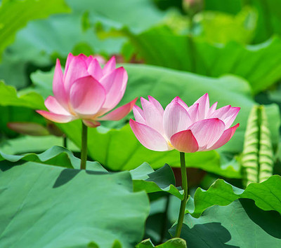 Aavik lotus,kamal gatta Seed(11 per packet)