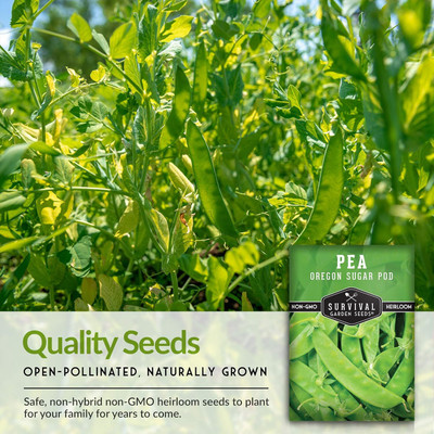 Qualtivate HUA-7A Oregon Sugar Pod II Pea Seeds Seed(200 per packet)