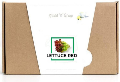 CYBEXIS Lettuce Red2000 Seeds Seed(2000 per packet)
