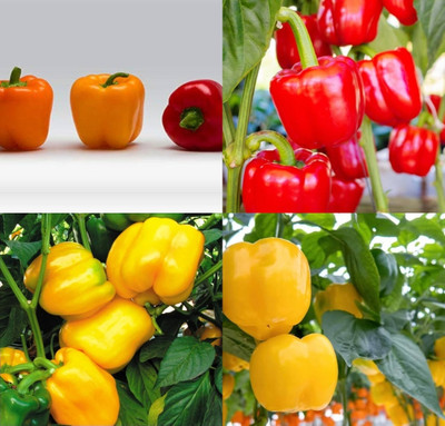 ibains Capsicum mixed seeds combo shimla mirchi beez 30 Seed(30 per packet)