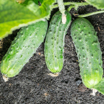 Avysa Cucumber Seeds, Heirloom Seeds-CuC_560 Seed(100 per packet)