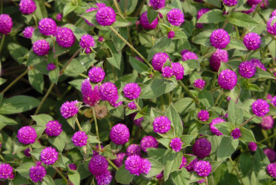 STARKC Gomphrena Purple Flower Seed(80 per packet)