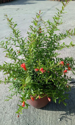 WILLVINE VXI-130 Rare Turkey Giant Pomegranate Seeds Seed(25 per packet)