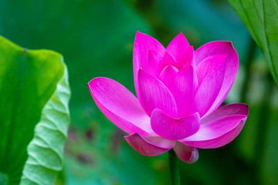 Lorvox lotus,kamal gatta Seed(11 per packet)