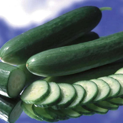 Quentova Cucumber Intimidator F1 Seed-GAV-22A Seed(300 per packet)