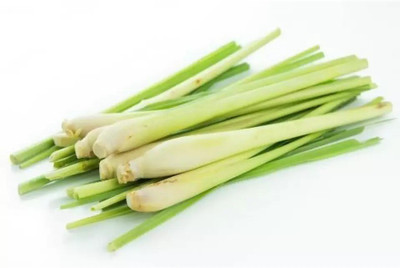 Quentova Lemon grass (Cymbopogon citratus)-PUA-3R Seed(75 per packet)