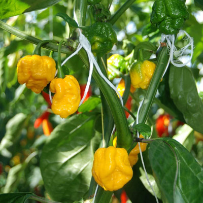 Biosnyg Hybrid Hot Carolina Reaper Chilli Vegetable Seeds For Planting-(2000 Seeds) Seed(2000 per packet)