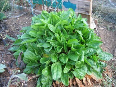 CYBEXIS HEIRLOOM easy to grow rich in vitamins lemony taste RUMEX ACETOSA1000 Seeds Seed(1000 per packet)