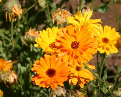 Platis Calendula fancy mix Seed(80 per packet)