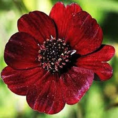 CYBEXIS Cosmos Chocca Mocca Plant in a 17cm Pot. Chocolate Scented Perennial Cosmos Seed(50 per packet)