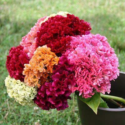 Lorvox Cockscomb Seed(110 per packet)