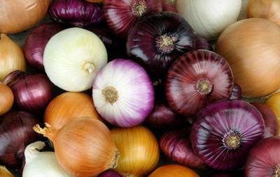 Qualtivate HUA-2A Onion Rainbow Mix Neutral Seeds Seed(500 per packet)
