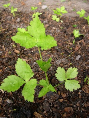 CYBEXIS GUA-32 - Mitsuba Japanese parsley - (750 Seeds) Seed(750 per packet)