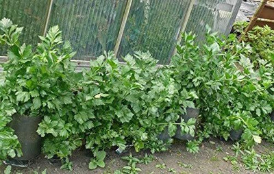 CYBEXIS NBIR-59 - Celery Utah Tall - (750 Seeds) Seed(750 per packet)