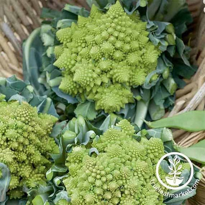 KNESSiN Romanesco Cauliflower Seed(200 per packet)