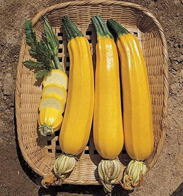 Qualtivate RES-1A Zucchini Yellow Heirloom Seeds Seed(30 per packet)