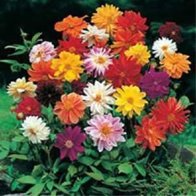 LPR DAHLIA Seed(20 per packet)