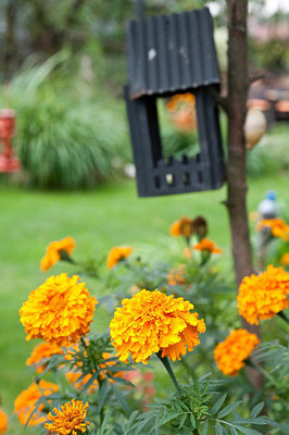 FRENUTRI marigold/gende ka phool flower seeds Seed(75 per packet)