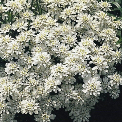 CRGO ® NBIR-49-Iberis sempervirens (Candytuft) - Snowflake-15 x Seeds Seed(15 per packet)