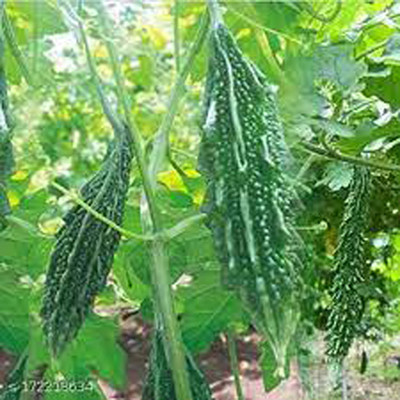 naturehils Bitter Gourd Seeds, Organic Seed for Gardening & Farming, Korola Seed(25 per packet)