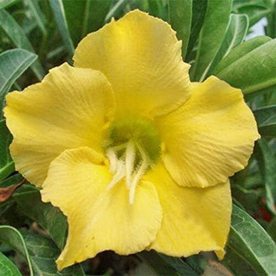 Qualtivate PAU-389 Unique Yellow Desert Rose Seeds Seed(30 per packet)