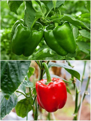 ibains Capsicum mixed seeds Seed(150 per packet)