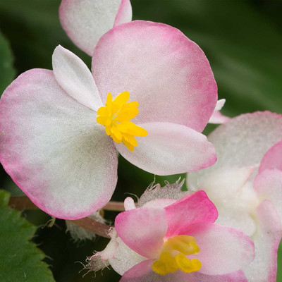 CYBEXIS Begonia Cocktail Series Plant Seeds Seed(1 g)
