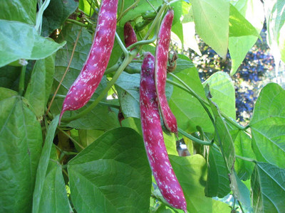 KNESSiN French Bean Seed(50 per packet)